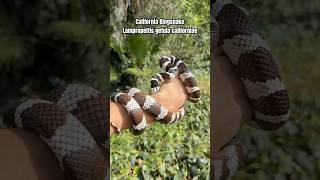 The California Kingsnake Lampropeltis getula californiae 🙌🏼🐍🌎 wildlife facts snake shorts [upl. by Watt]