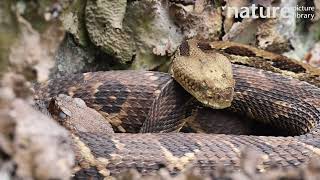 Timber rattlesnake Crotalus horridus courtship Maryland USA [upl. by Arissa386]