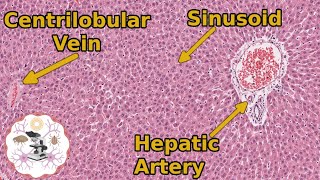 Learn Liver Histology The Basics You Need to Know [upl. by Derina]