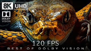 8K Video Ultra HD 120  Best of Dolby Vision 8K 120fps [upl. by Akeit495]