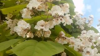 Arbol de Catalpa en flor [upl. by Leaper21]