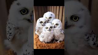 Owlbirds cutebeutifullowls ai owllovers viralshorts [upl. by Llebanna908]