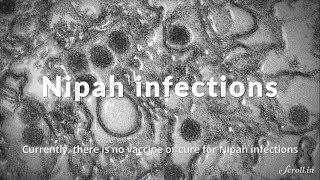 Nipah virus encephalitis How does it spread and can it be cured [upl. by Doretta]