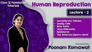 Lecture 2  Seminiferous Tubules  Leydig Cells  Vasa Efferentia  Epididymis  Vas Deferens [upl. by Saum]