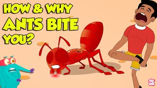 How Do Ants Bite  Why Do Ants Bite Humans  Fire Ant Sting  The Dr Binocs Show [upl. by Egide5]