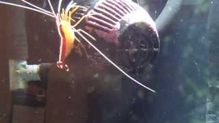 Cleaner Shrimp  Releasing Hatchlings [upl. by Rekyr]