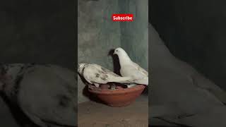 Only Sook short video pigeon boy pigeonlover [upl. by Yebot]