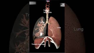 Respiratory system animation biology respiration respiratorysystem [upl. by Neirod]