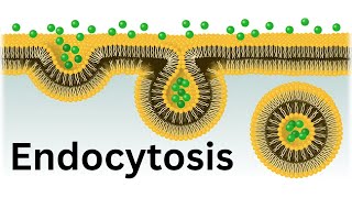 Endocytosis Bulk transport across cell membrane [upl. by Notserp]