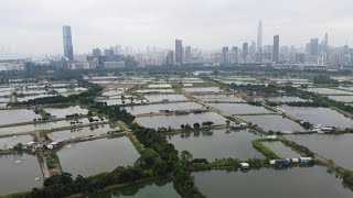 Hong Kong mega development plans to devour villages wetlands  AFP [upl. by Aynnat]