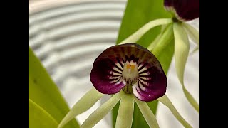 【21106】新手初识章鱼兰Encyclia cochleata，长萼兰，黄花春石斛  静姐说花657 [upl. by Ilahtan]