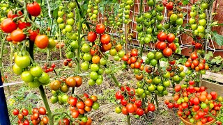 Planting Cherry Tomatoes from Seedlings to Harvest [upl. by Neiman]