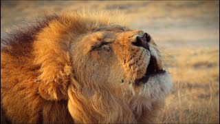 Kgalagadi lion powerful roar Botswana [upl. by Eynenihc408]