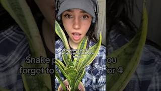 The EASIEST houseplant ever 😭❤️ plants houseplants [upl. by Esihcoc]