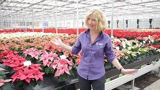 Poinsettia Looking Good Video 4th November 2024 [upl. by Fillender]