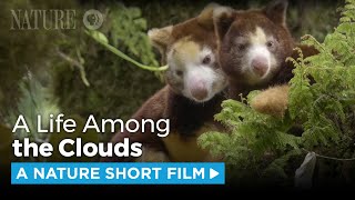 Matschies Tree Kangaroo A Rare Sight  A NATURE Short Film [upl. by Orfield]