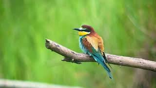 Guêpier d’Europe European Beeeater Merops apiaster Aisne juin 2024 [upl. by Sacksen]