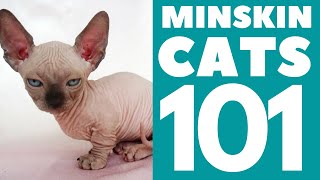 The Minskin Cat 101  Breed amp Personality [upl. by Chuck]