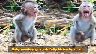 The mother put the baby monkey on the ground and the baby monkey was painfully bitten by ants [upl. by Wilek247]