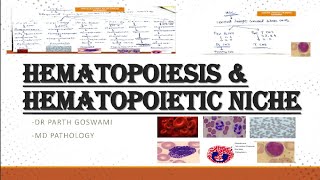 Hematopoiesis amp Hematopoietic Niche  Images  Master Charts  Made Easy [upl. by Ahsenauq]