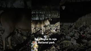 Barasingha in Raja ji National parkshortvideo subscribe shorts trendingshorts [upl. by Mohammed]