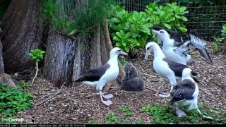 Laysan Albatross Cam  Kalama joins the dance party  031017 [upl. by Isewk]