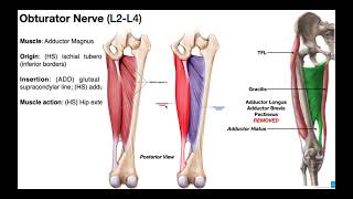 Muscles of the Thigh Part 1  Anterior Compartment  Anatomy Tutorial [upl. by Trygve506]