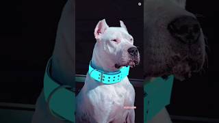 👑Dogoargentino vs cane corso Alabai Rottweiler 👹🥵Shorts Viral Doglover542 statusvideo [upl. by Nek]