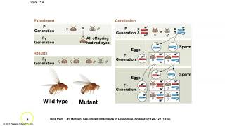 Biology Chapter 15  The Chromosomal Basis of Inheritance [upl. by Dao477]