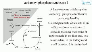 carbamoyl phosphate synthetase 1 [upl. by Gomez583]