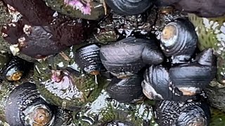 Tegula Funebralis  Black Turban Snail [upl. by Nwahs877]