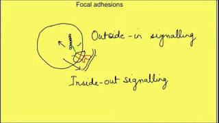 Cell matrix interactions Inside out signalling Outside in signalling Physiology  Cell biology [upl. by Sara]