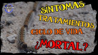 TODO SOBRE LA PROCESIONARIA en un solo vídeo Ciclo de vida toxina síntomas tratamiento [upl. by Banwell]