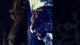 Jaguars Decision Making Technique discipline blueshadowvibes motivation discipline success [upl. by Brynna]