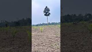 Oil palm plantations Arunachal Pradesh [upl. by Lundin]