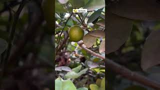 Lemon tree  bahut sare lemon ho rkhe hai lemon gardening viralvideo nature [upl. by Noiraa]