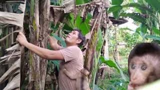 Anak monyet Ciko ikut ayah menebang pohon pisang di kebun [upl. by Steel648]