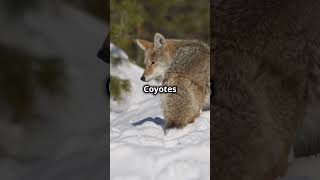 5 Surprising Facts About Coyotes 2024 11 05 [upl. by Notna]