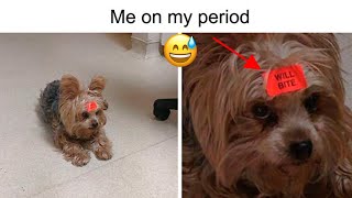 Hilarious Period Memes [upl. by Noslien119]