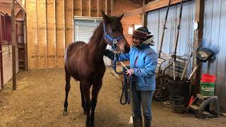 First Time Show Halter Training With Two Yearling Colts [upl. by Nalrah342]