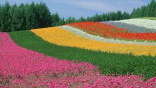 ［HD］ Furano Lavender story （Farm Tomita）富良野・ファーム富田のラベンダー物語 Flowers Garden [upl. by Suilmann652]