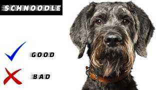 Schnoodle Pros And Cons  Everything you need to know [upl. by Oiceladni]