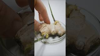 Ginger Root timelapse [upl. by Enyleuqcaj]