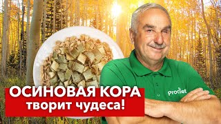 Зачем агроном собирает ОСИНОВУЮ КОРУ И ВЕТКИ круглый год Польза осины для здоровья сада и огорода [upl. by Senhauser]