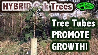 Hybrid White Oak Tree  Bodacious Bur Oak Trees  A Quick Look 2016 [upl. by Hyacintha436]