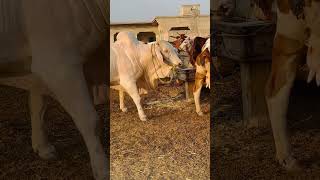 Dominant Breeder Bull shorts shortvideo cow [upl. by Volpe387]