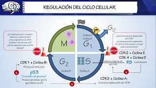 BASES DEL CANCER  Biología molecular [upl. by Adaurd]