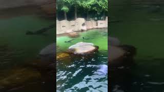 Sea otters music song seaanimals seacreatures aquarium [upl. by Llatsyrc136]