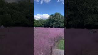 【風景】長居公園のカピラリス🌸 Muhlenbergia capillaris in Osaka Nagai Botanical Garden [upl. by Booze72]