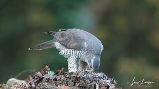 Goshawk feeding on its prey [upl. by Nolram]